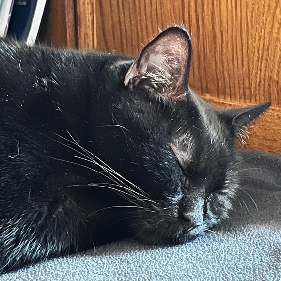 Meet your Posher, Robin - Picture 5 of 7